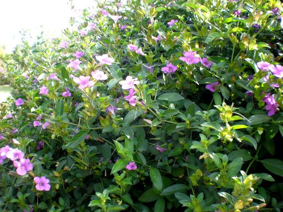 Barleria obtusa.