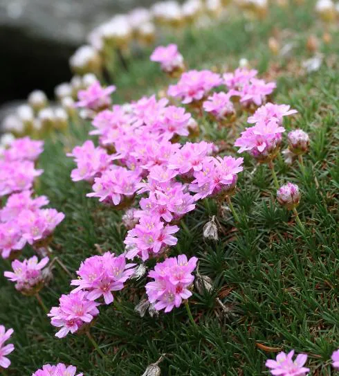 Armeria juniperifolia.