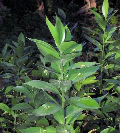 Ruscus hypoglossum.