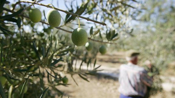 A guiri's guide to extra virgin olive oil