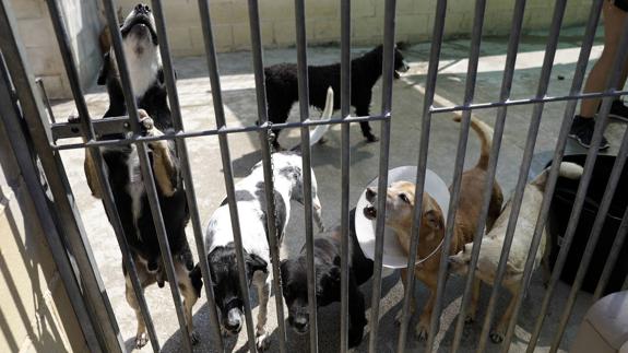 More than 700 animals have been abandoned in six months