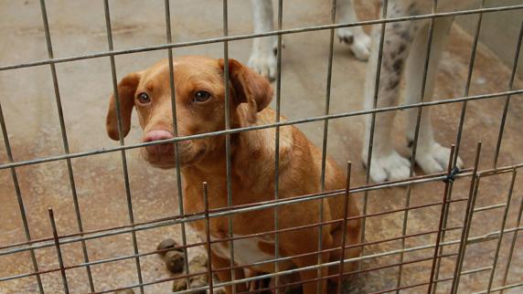 One of the dogs at the shelter.