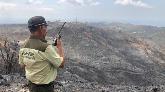 A countryside warden surveys fire damage in the mountains.