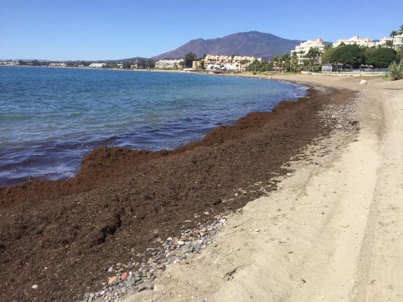 The recent rough seas brought the weed ashore in Marbella.