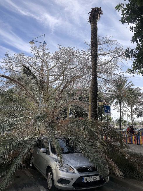 Accident highlights palm tree problem in San Pedro