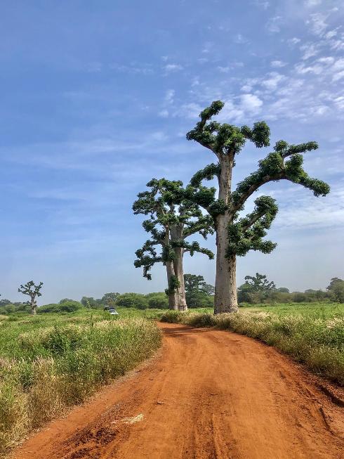 Some of the enormous baobab trees.