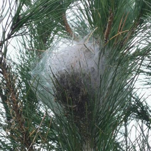 A processionary nest.