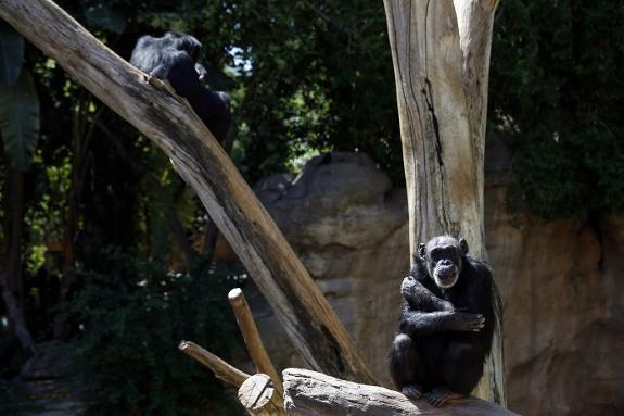 Julieta, one of the oldest  chimpanzees at Bioparc. Ñito Salas