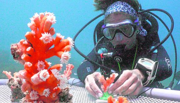 A volunteer working with corals on the sea bed.