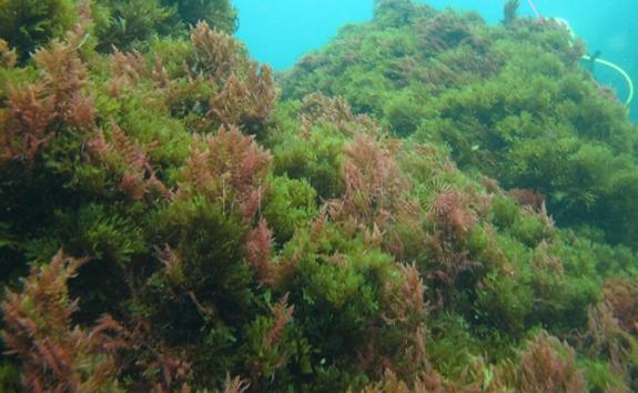 The algae in Maro. 