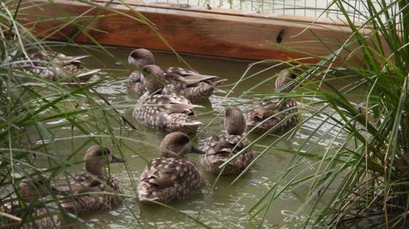 Rare marbled duck released into wild as part of conservation plan