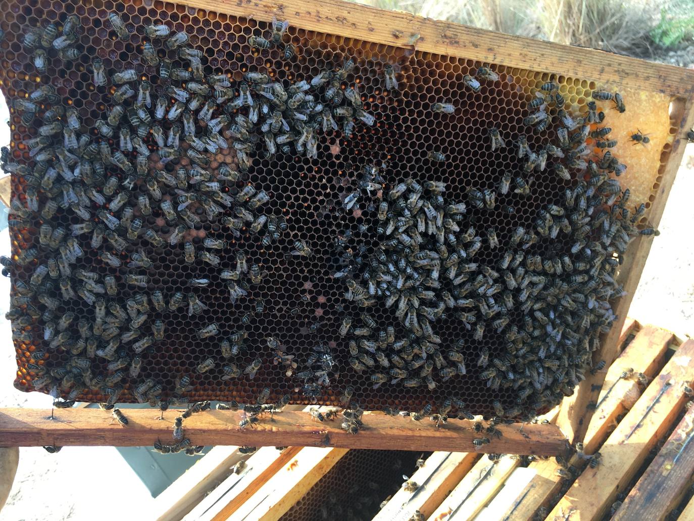 Abejas trabajando en una colmena en la producción de miel.