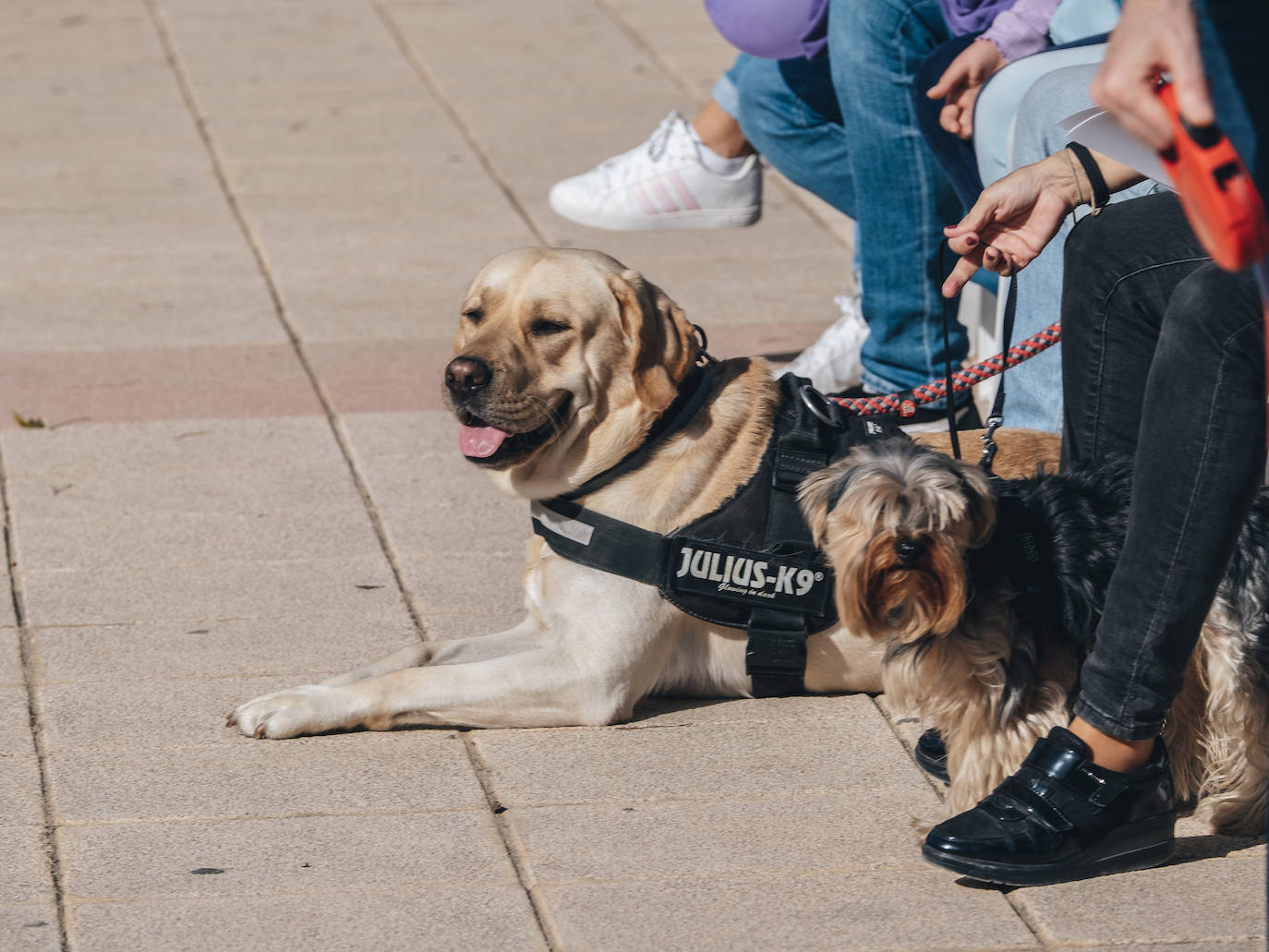 Fotos: Exhibiciones de unidades caninas y mucho amor en el evento &#039;Mi mascota, mi familia&#039;