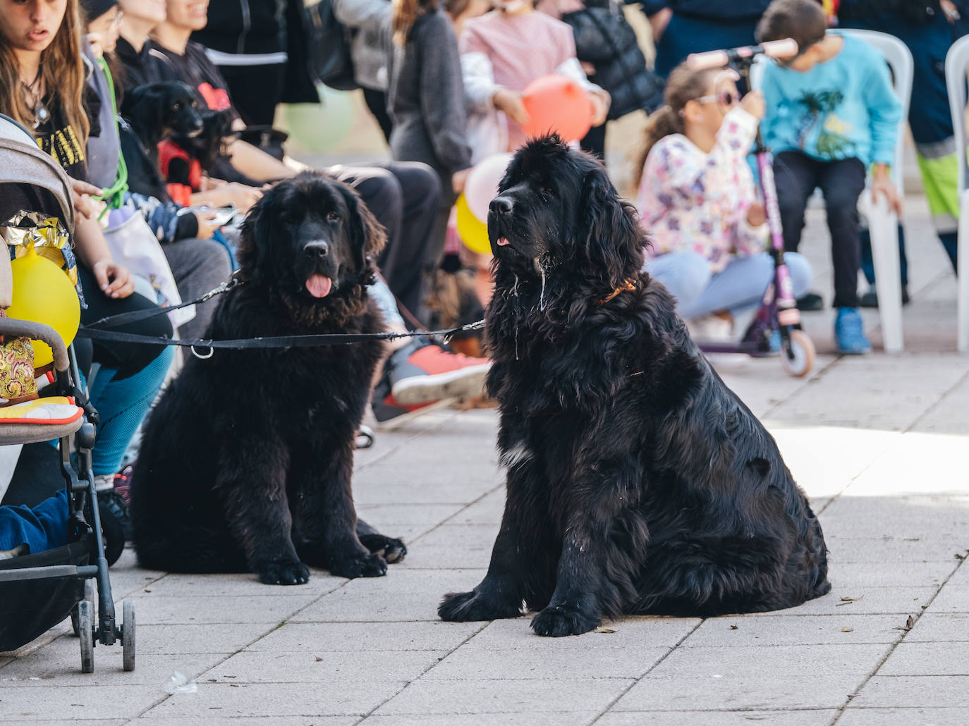 Fotos: Exhibiciones de unidades caninas y mucho amor en el evento &#039;Mi mascota, mi familia&#039;