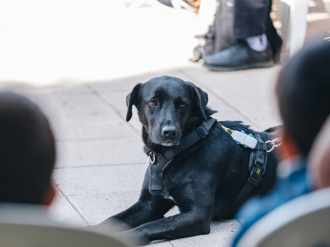 Fotos: Exhibiciones de unidades caninas y mucho amor en el evento &#039;Mi mascota, mi familia&#039;
