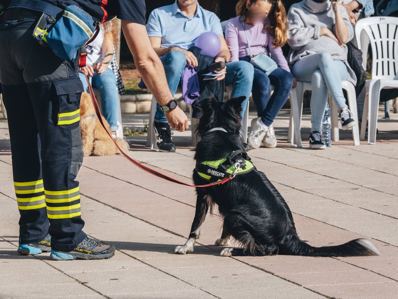 Fotos: Exhibiciones de unidades caninas y mucho amor en el evento &#039;Mi mascota, mi familia&#039;