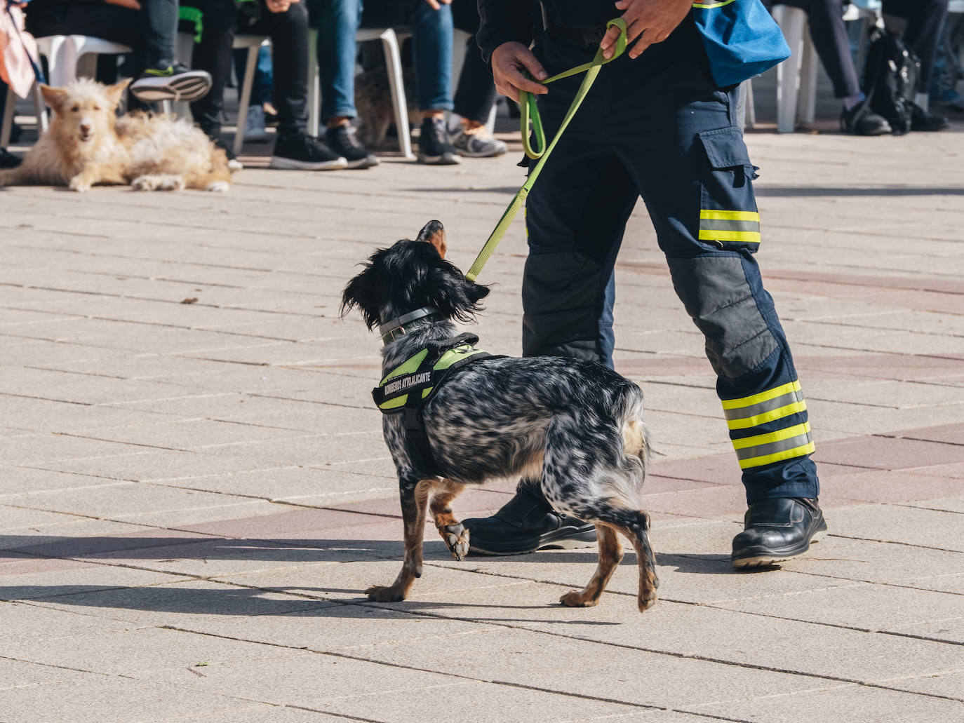 Fotos: Exhibiciones de unidades caninas y mucho amor en el evento &#039;Mi mascota, mi familia&#039;