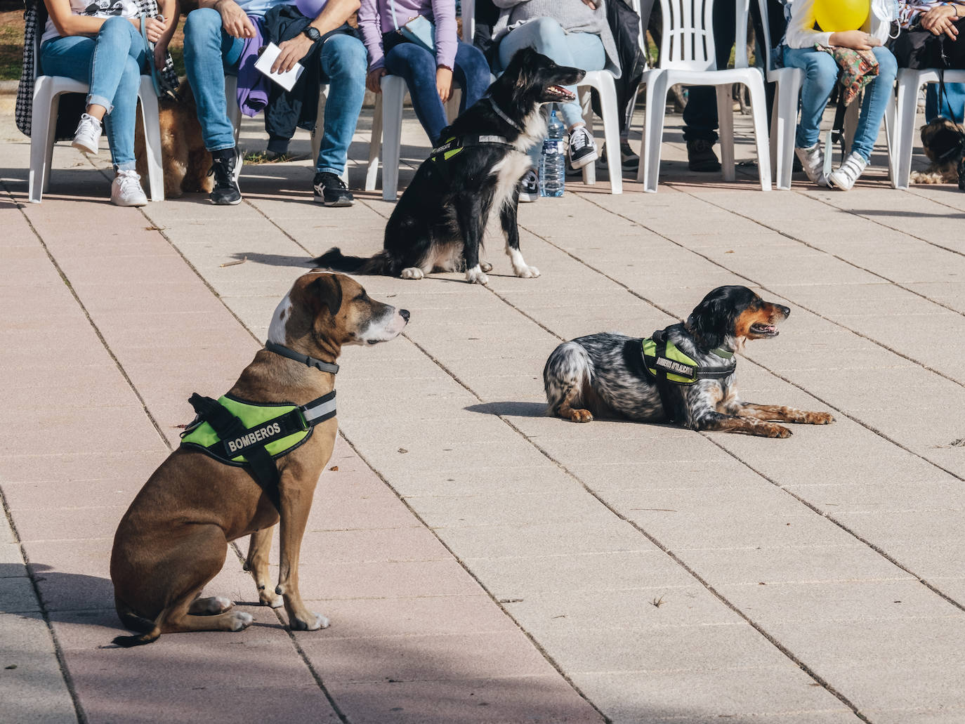 Fotos: Exhibiciones de unidades caninas y mucho amor en el evento &#039;Mi mascota, mi familia&#039;