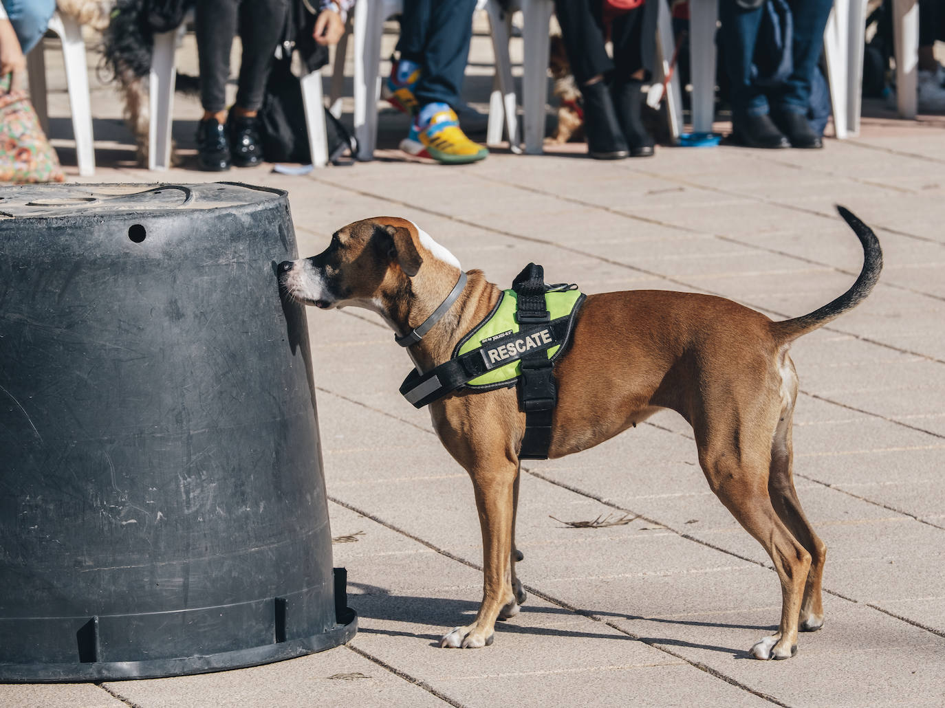 Fotos: Exhibiciones de unidades caninas y mucho amor en el evento &#039;Mi mascota, mi familia&#039;