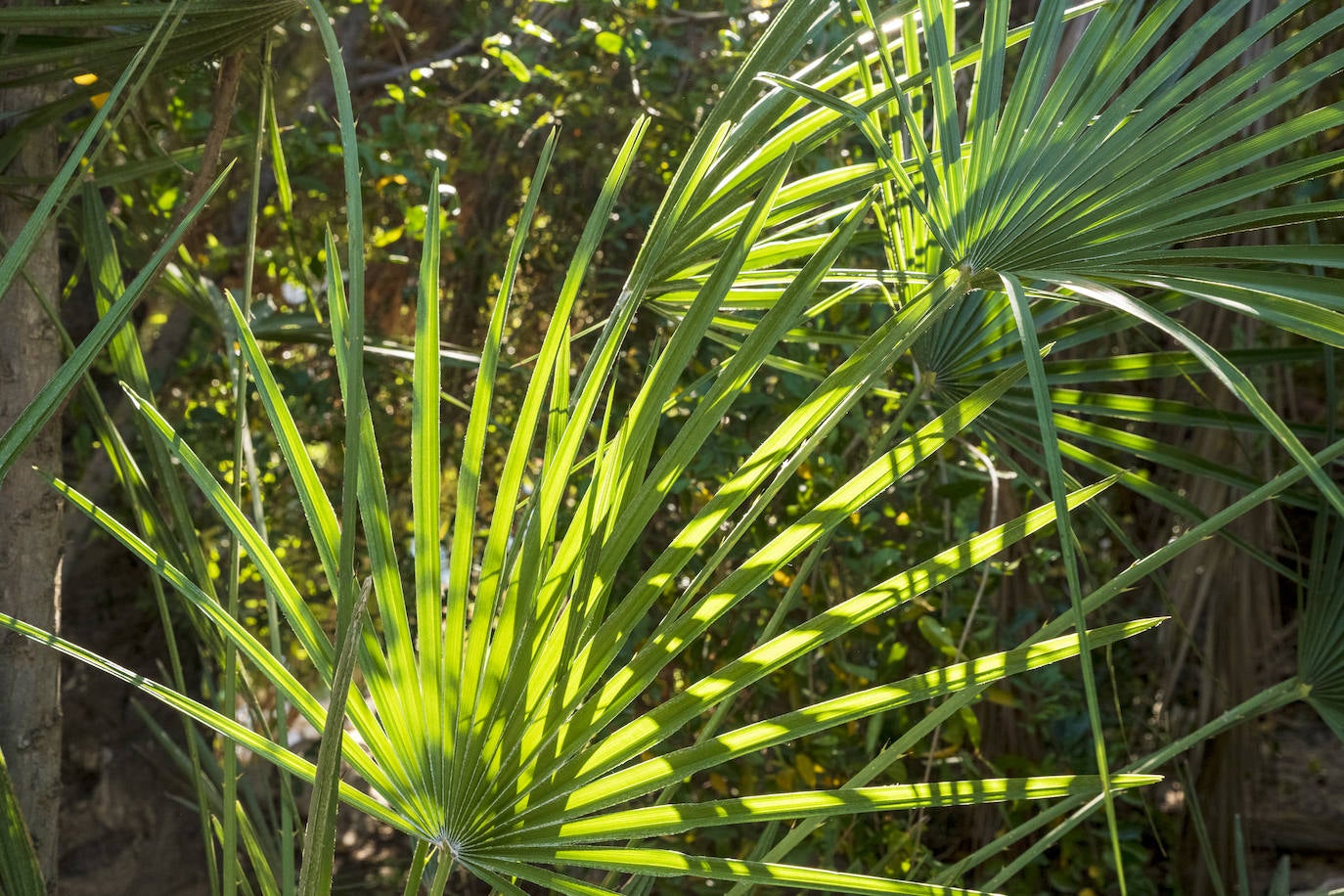 Fotos: El Palmeral, un parque natural frente al mar en Alicante