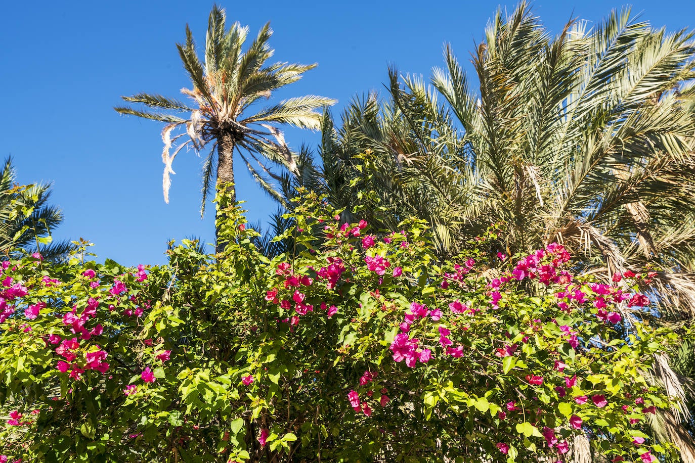 Fotos: El Palmeral, un parque natural frente al mar en Alicante