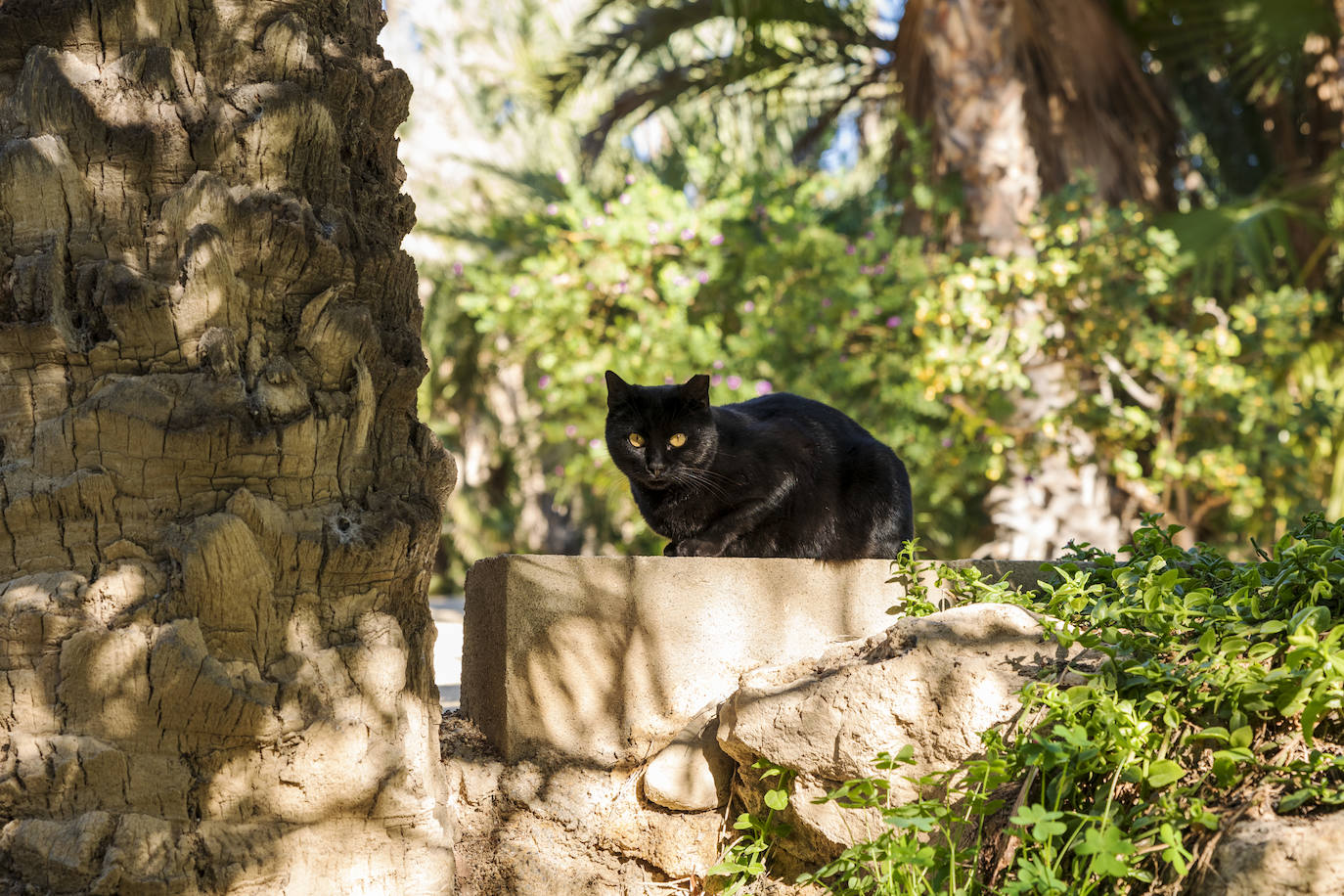 Fotos: El Palmeral, un parque natural frente al mar en Alicante
