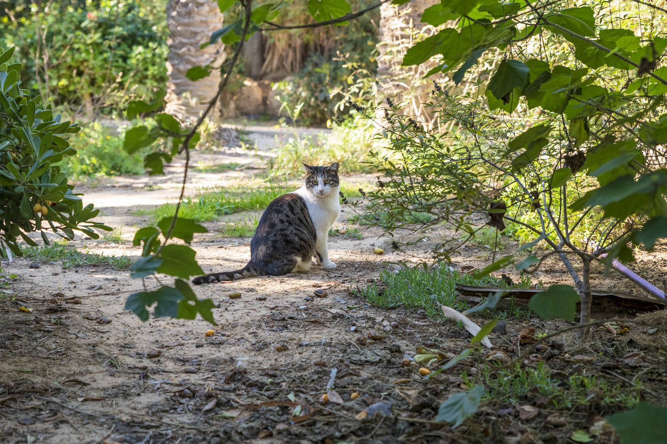 Fotos: El Palmeral, un parque natural frente al mar en Alicante