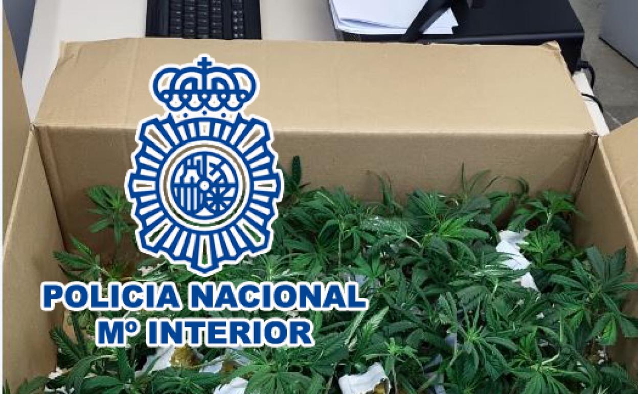 Imagen de las plantas incautadas por la Policía Nacional en Benidorm