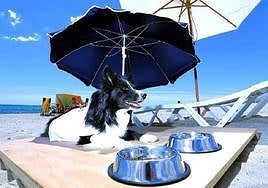 Un can disfrutando de los arenales de Agua Amarga.