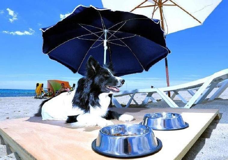 Estos son los nuevos servicios de la playa para perros en Agua Amarga de Alicante