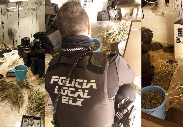 Invita a la Policía a visitar su plantación de marihuana en Elche