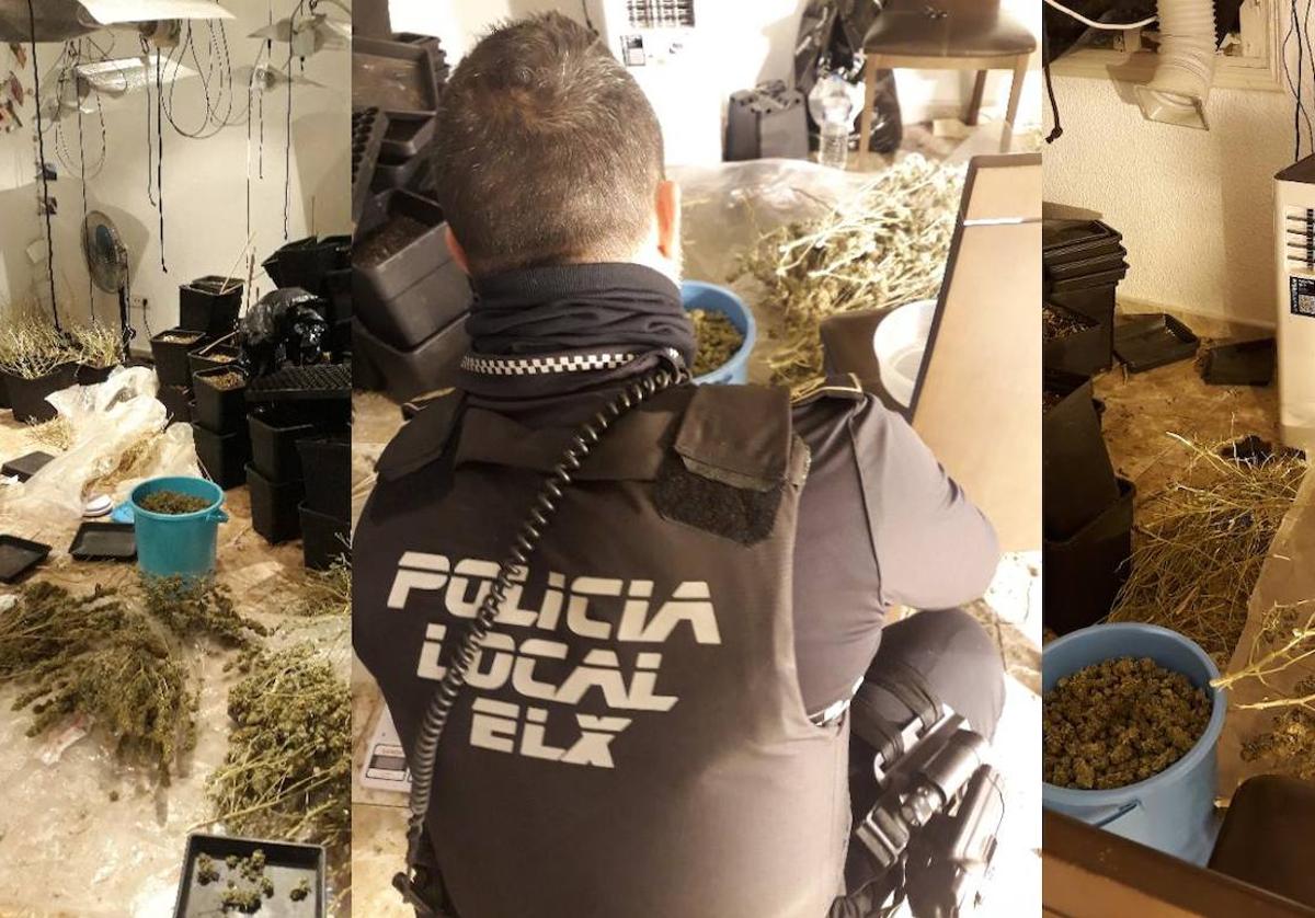 Un agente, dentro de la plantación de marihuana.