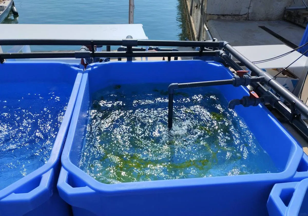 Tanque de cultivo de algas donde se realiza el experimento