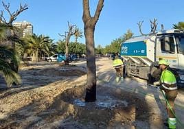 Las melias en su nueva ubicación