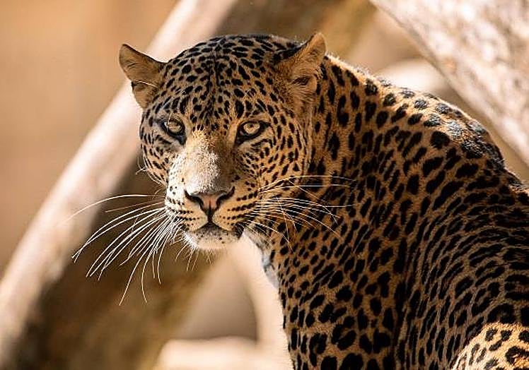 Imagen principal - Río Safari Elche cumple 40 años como referencia conservacionista y de ocio en la Costa Blanca