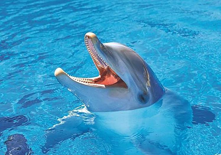 Imagen principal - Mundomar cumple 27 años creando ilusión