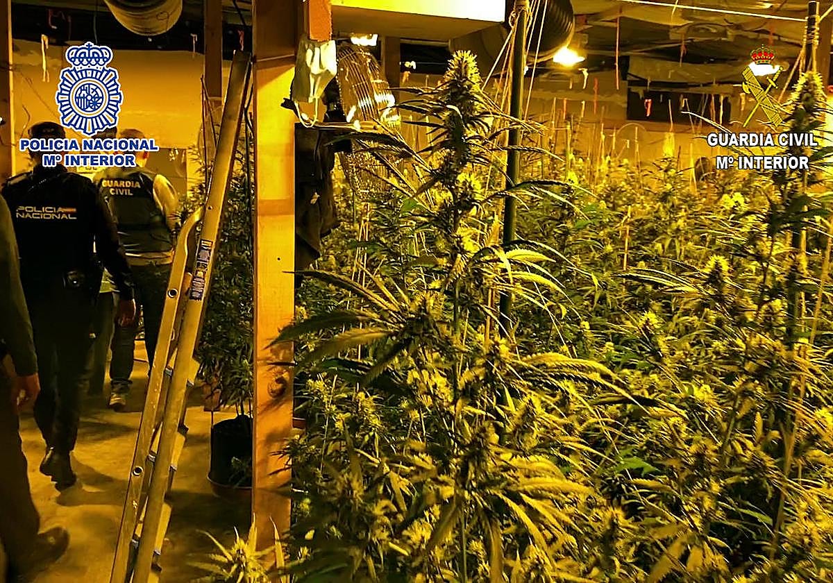 Interior de la plantación desarticulada en Elda.