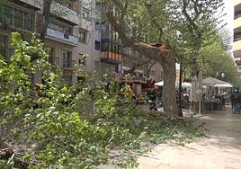Imagen del árbol caído en la calle Marqués de Campo de Dénia.