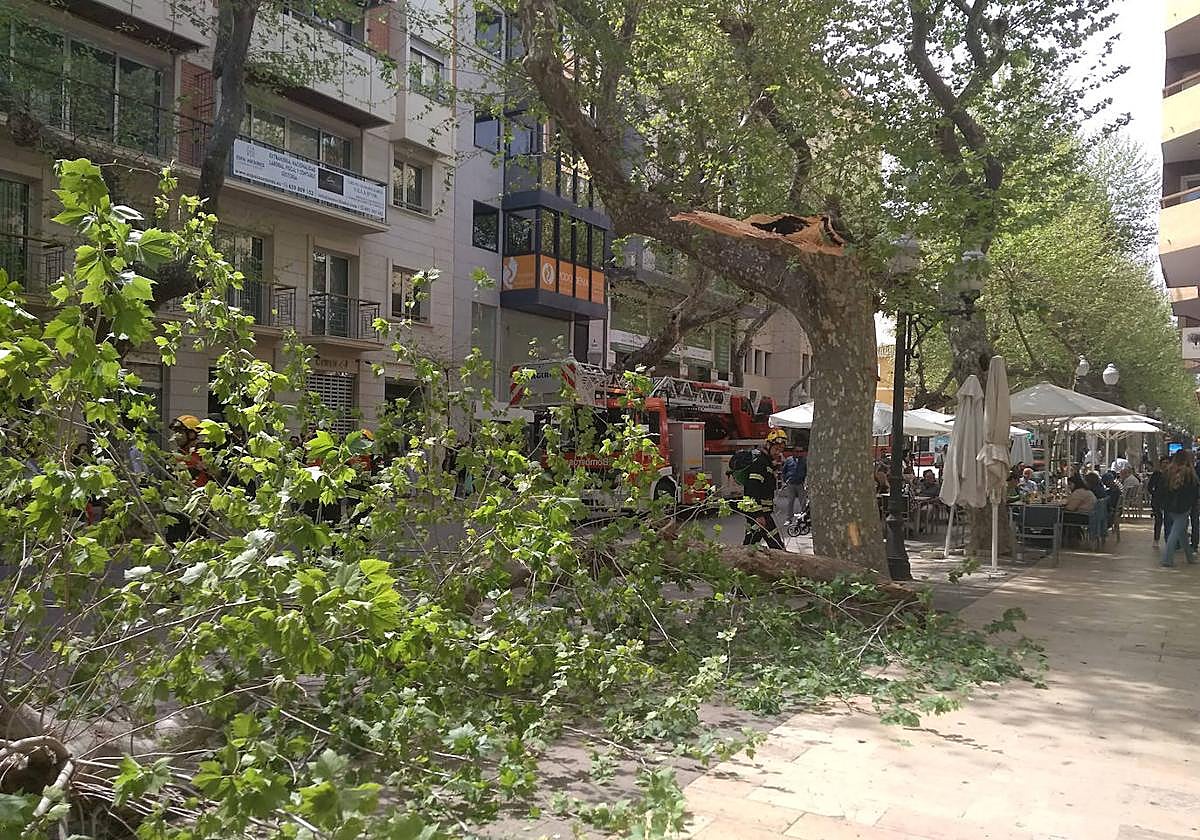 Imagen del árbol caído en la calle Marqués de Campo de Dénia.