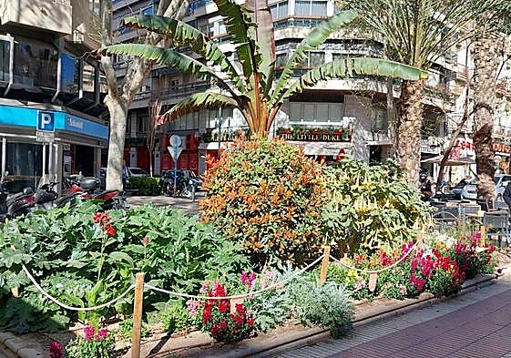 Conjunto de 'parterre mix' en Doctor Gadea, con arbustos y plantas a distintas alturas.