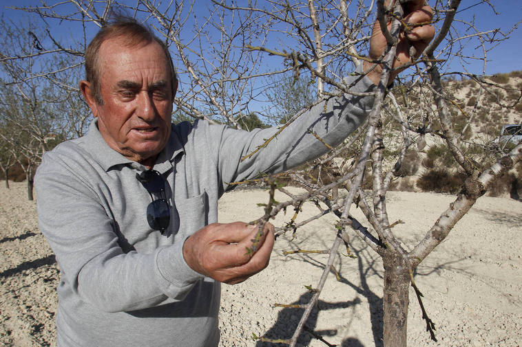 El presidente de la cooperativa La Pedrera de Torremendo (Orihuela), Daniel Martínez Sala, muestra los efectos devastadores que la sequía y el calor producen sobre su plantación de almendros