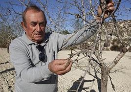 El presidente de la cooperativa La Pedrera de Torremendo (Orihuela), Daniel Martínez Sala, muestra los efectos devastadores que la sequía y el calor producen sobre su plantación de almendros