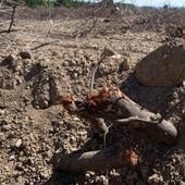 Los regantes alertan: o llega agua antes de junio o se perderán las cosechas