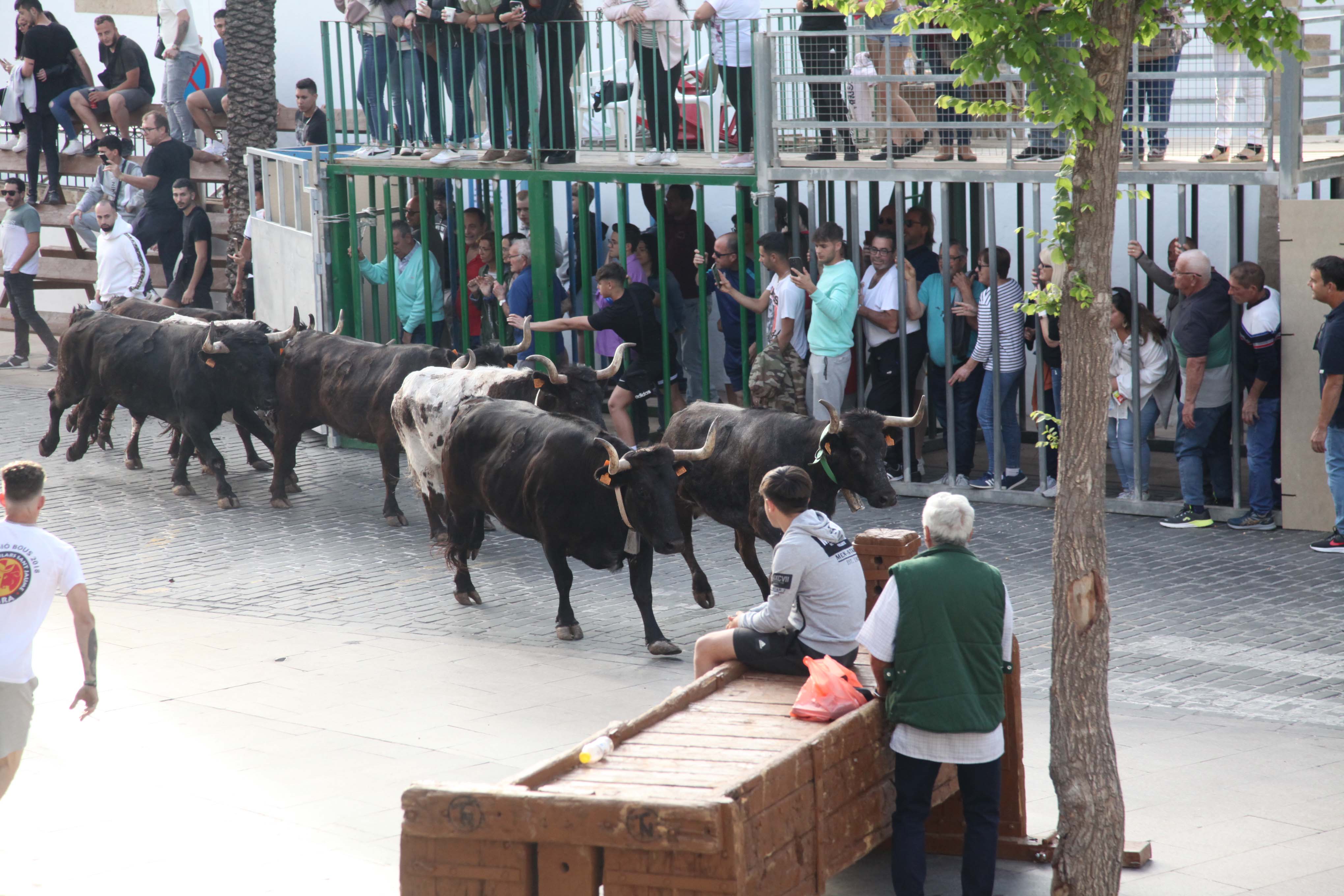 Xàbia celebra sus bous al carrer