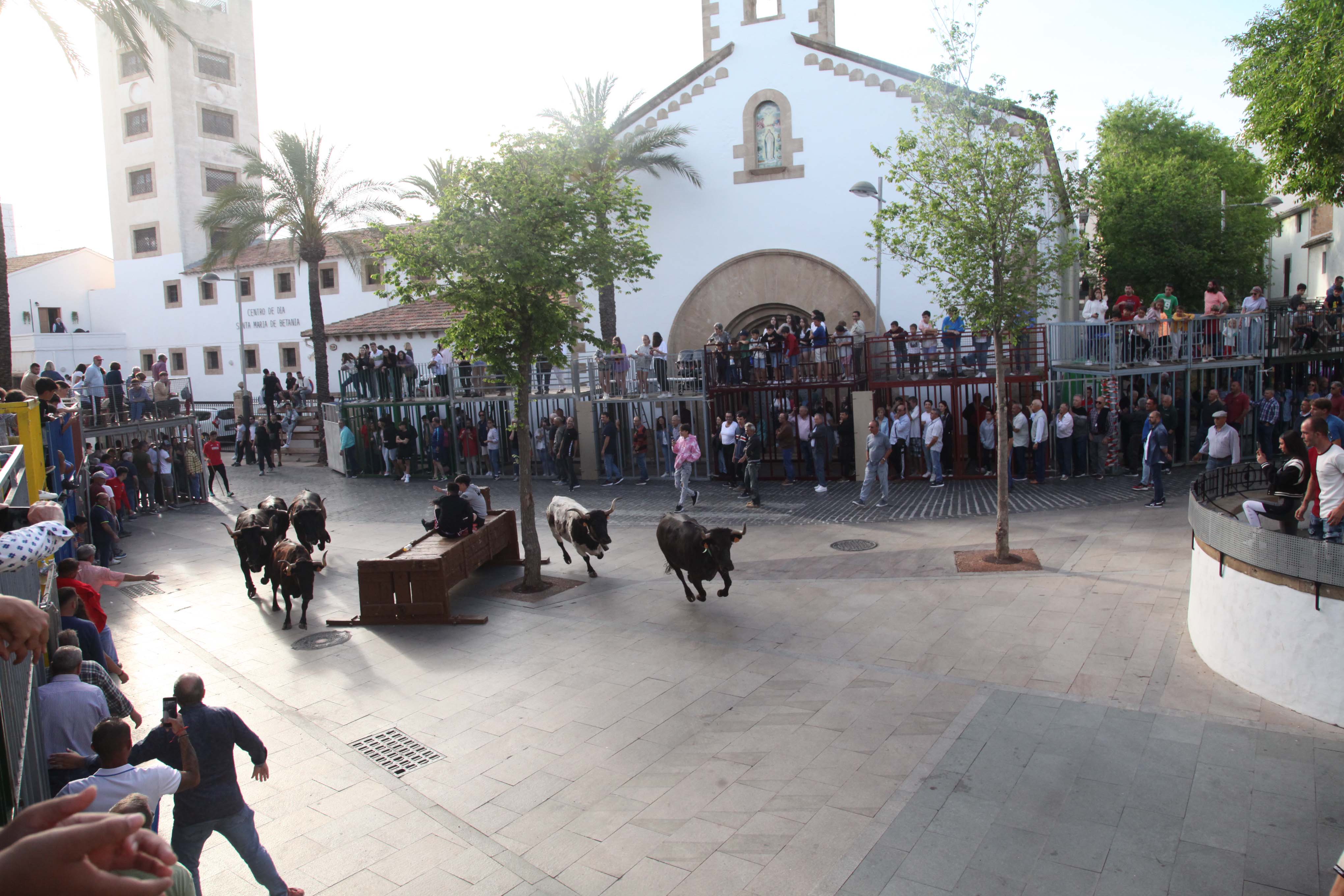 Xàbia celebra sus bous al carrer
