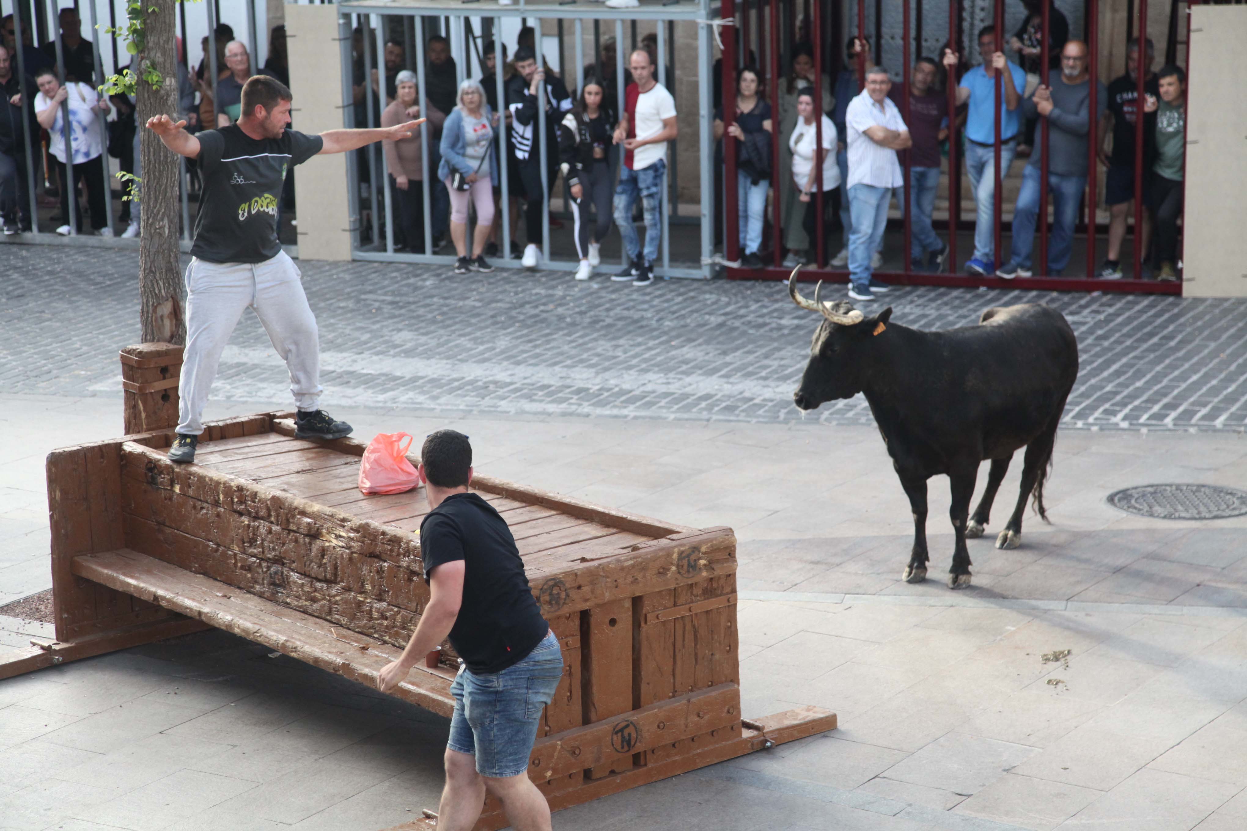 Xàbia celebra sus bous al carrer