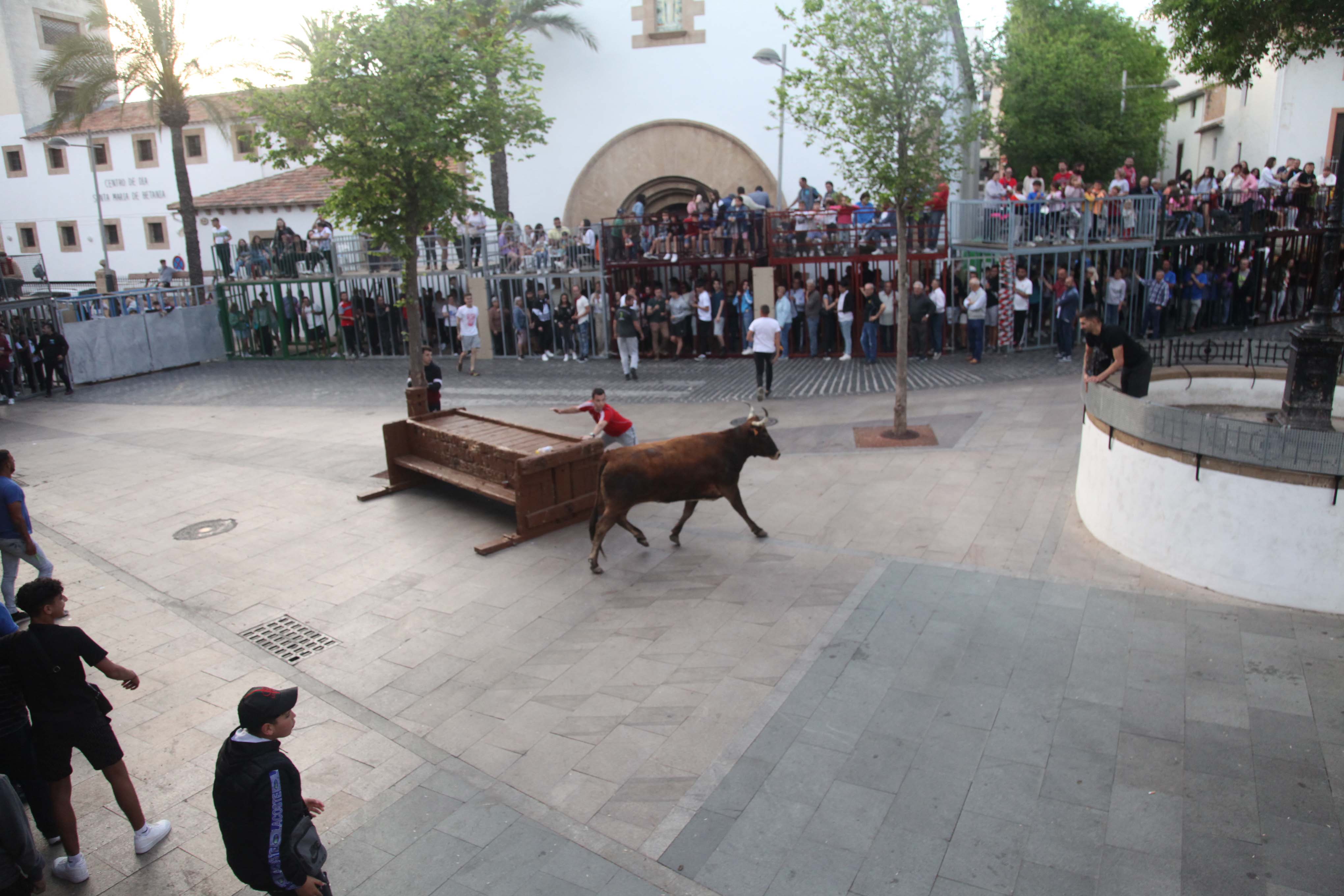 Xàbia celebra sus bous al carrer