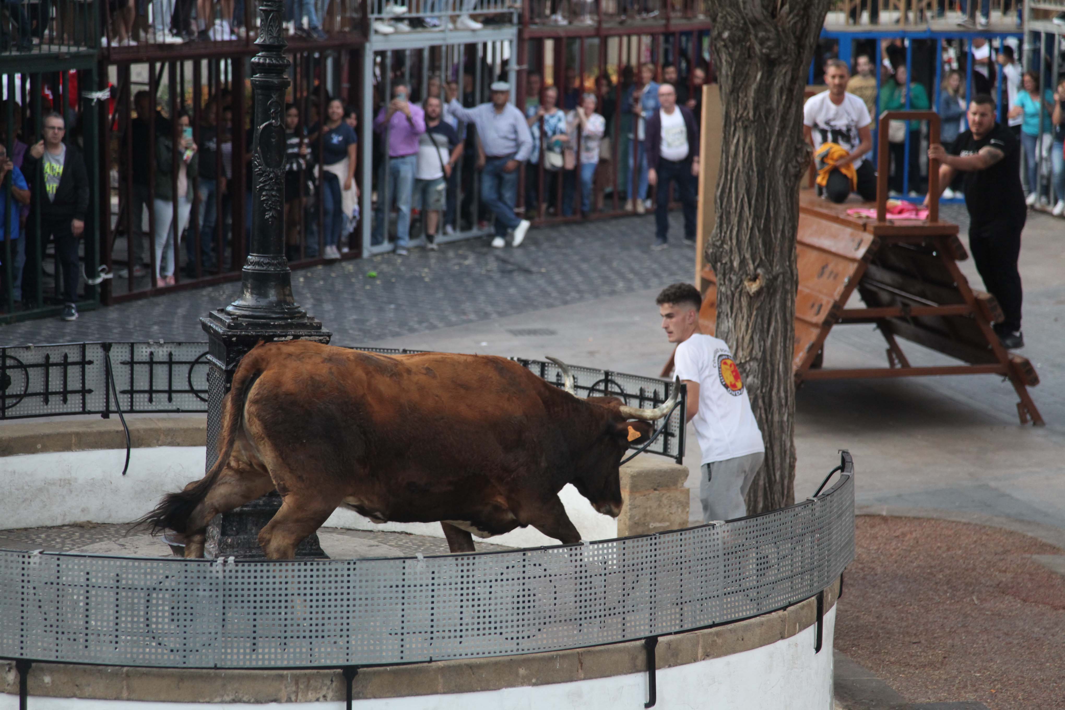 Xàbia celebra sus bous al carrer