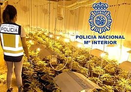 Plantación de marihuana desmantelada en Elda.