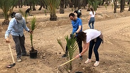 Plantación en Elche